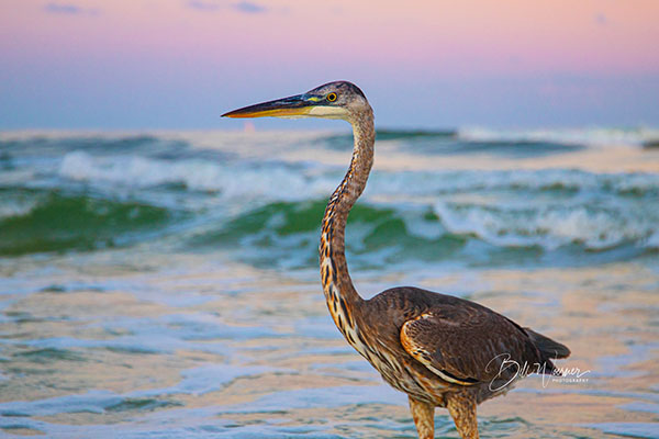 City Manager button Pelican at beach at sunset image