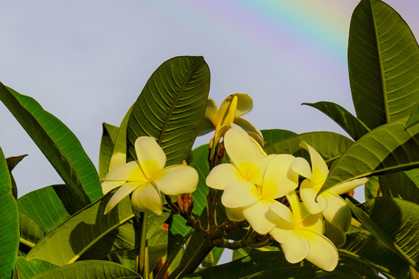 Code of Ordinance button image of tropical flowers with a rainbow behind