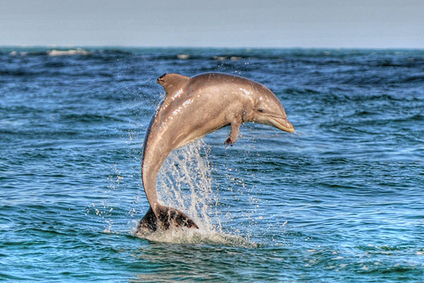 Dolphin jumping in Panama City Beach, Fl coastal ocean